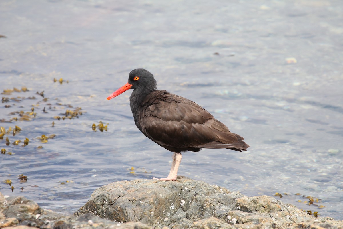 Black Oystercatcher - ML643030482