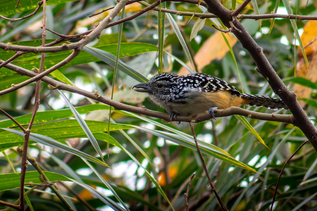 Spot-backed Antshrike - ML643030528