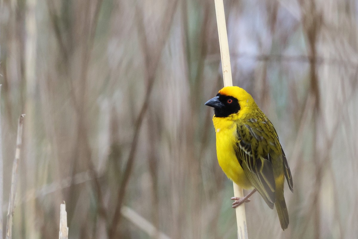 Southern Masked-Weaver - ML643030531