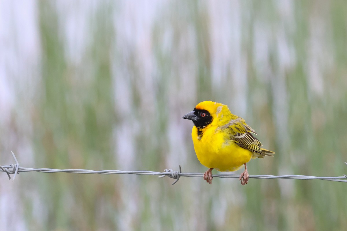 Southern Masked-Weaver - ML643030532
