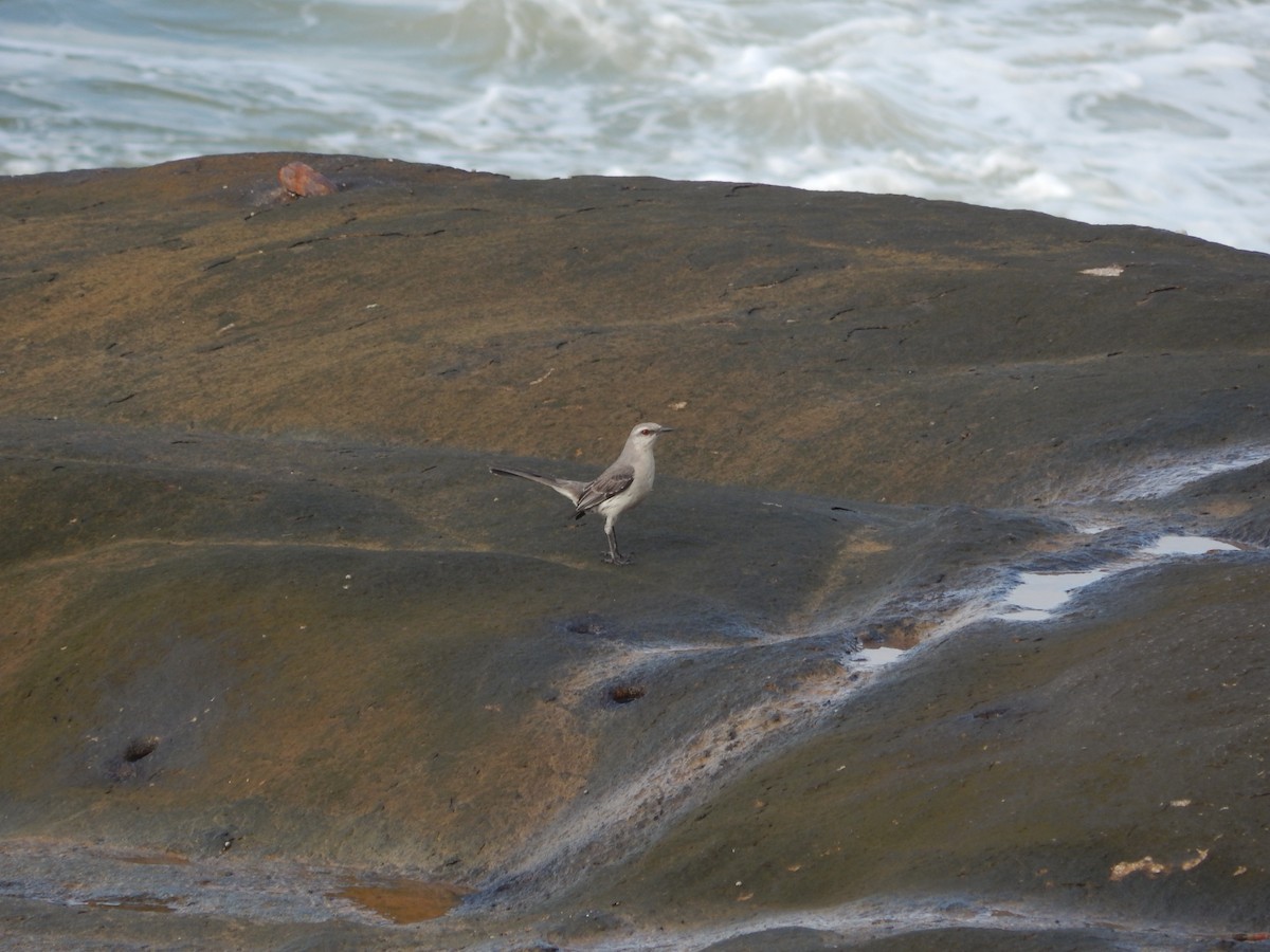 Tropical Mockingbird - ML643030542