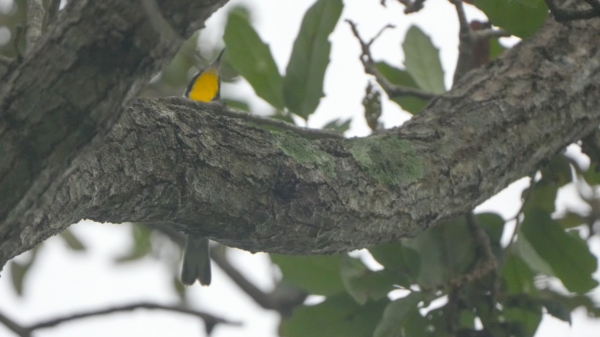 Yellow-throated Warbler - ML643030545