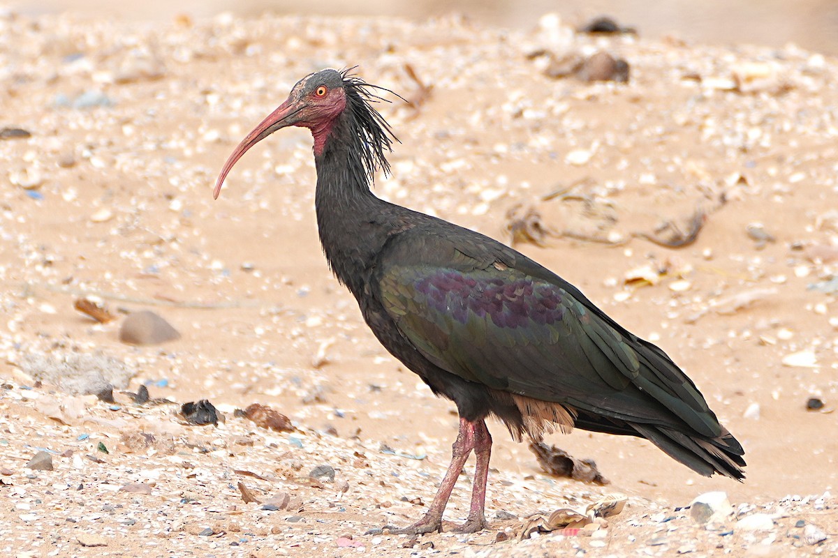 Northern Bald Ibis - ML643030548