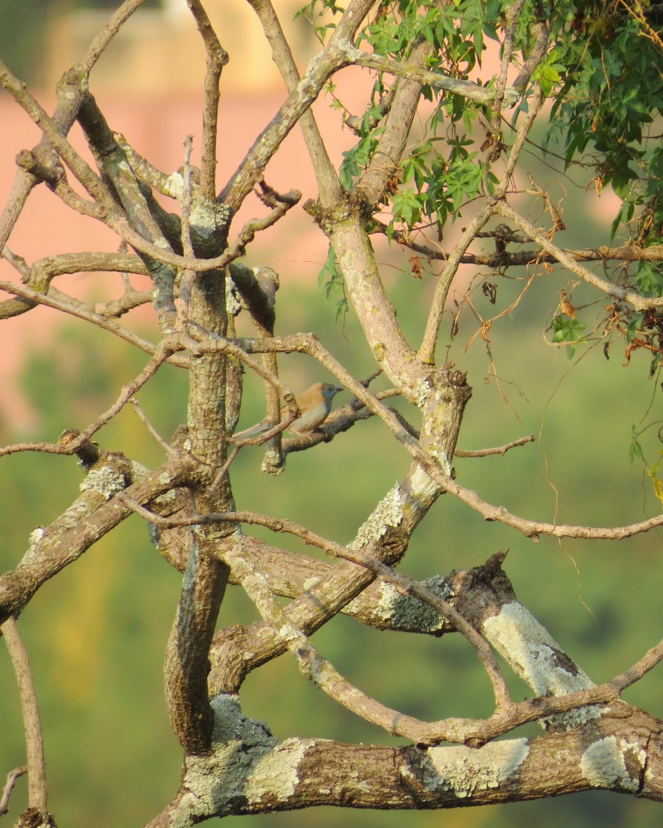 Red-cheeked Cordonbleu - ML643030557