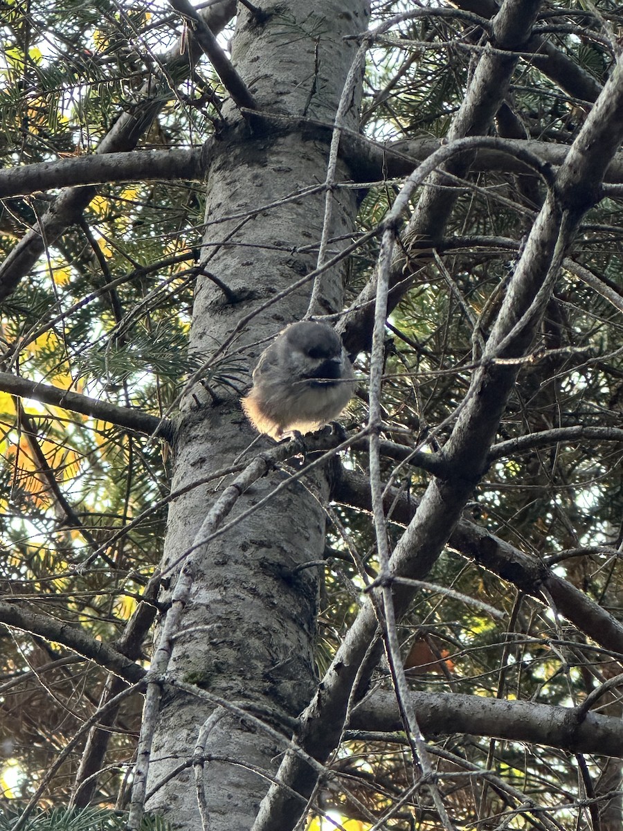 Boreal Chickadee - ML643030574