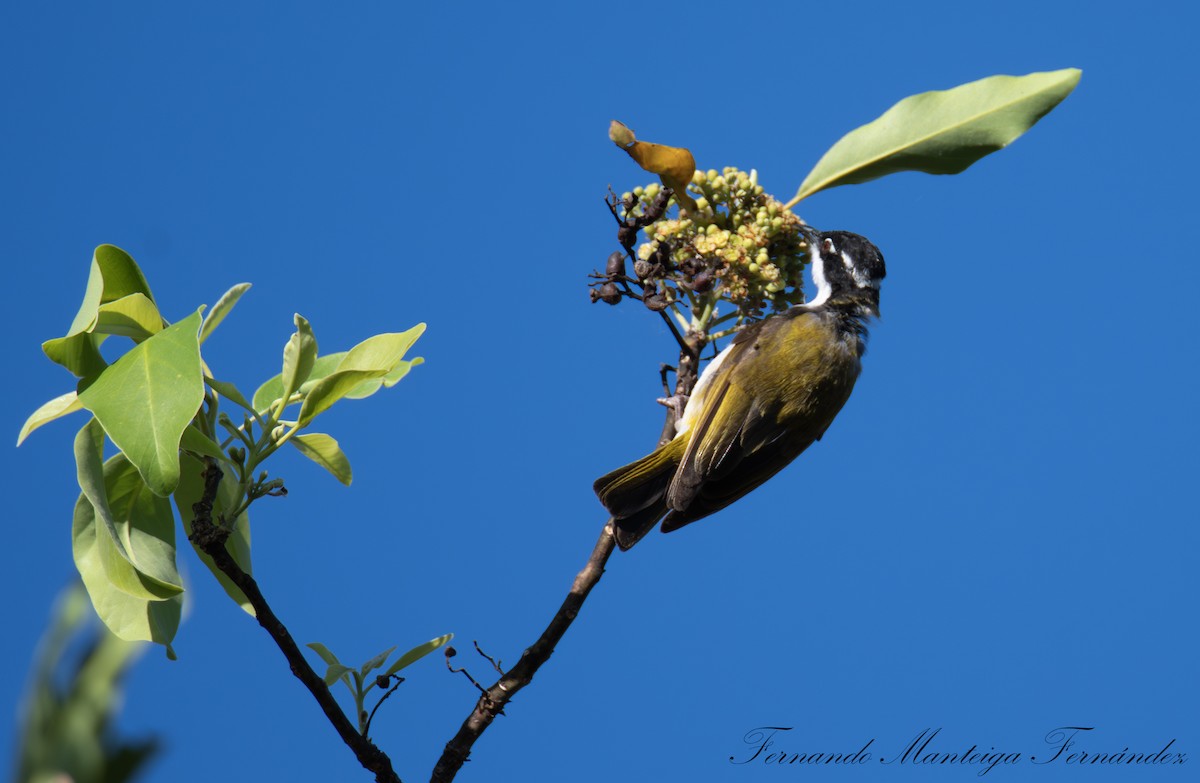 White-throated Honeyeater - ML643030604
