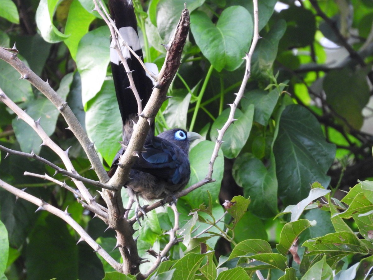 Blue-faced Malkoha - ML643030639