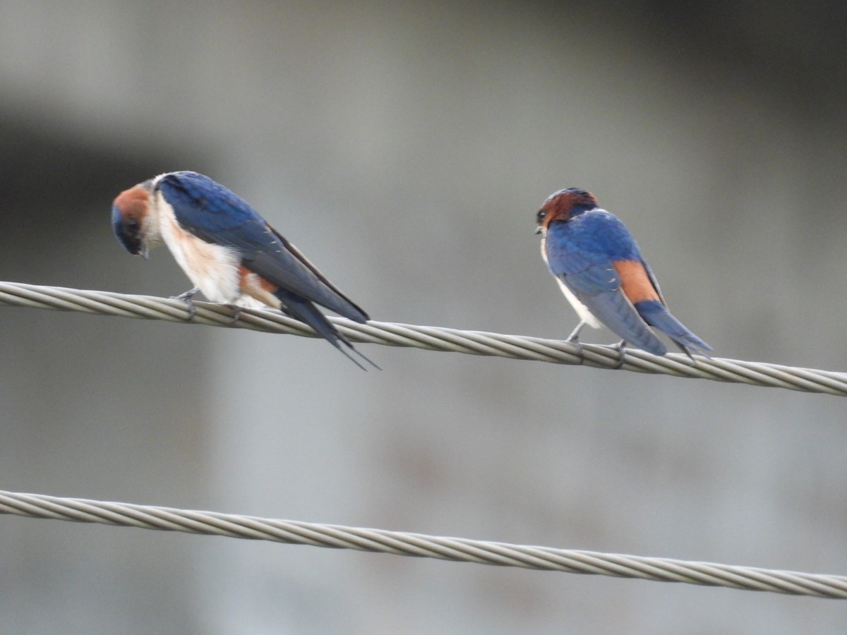 Eastern Red-rumped Swallow - ML643030643