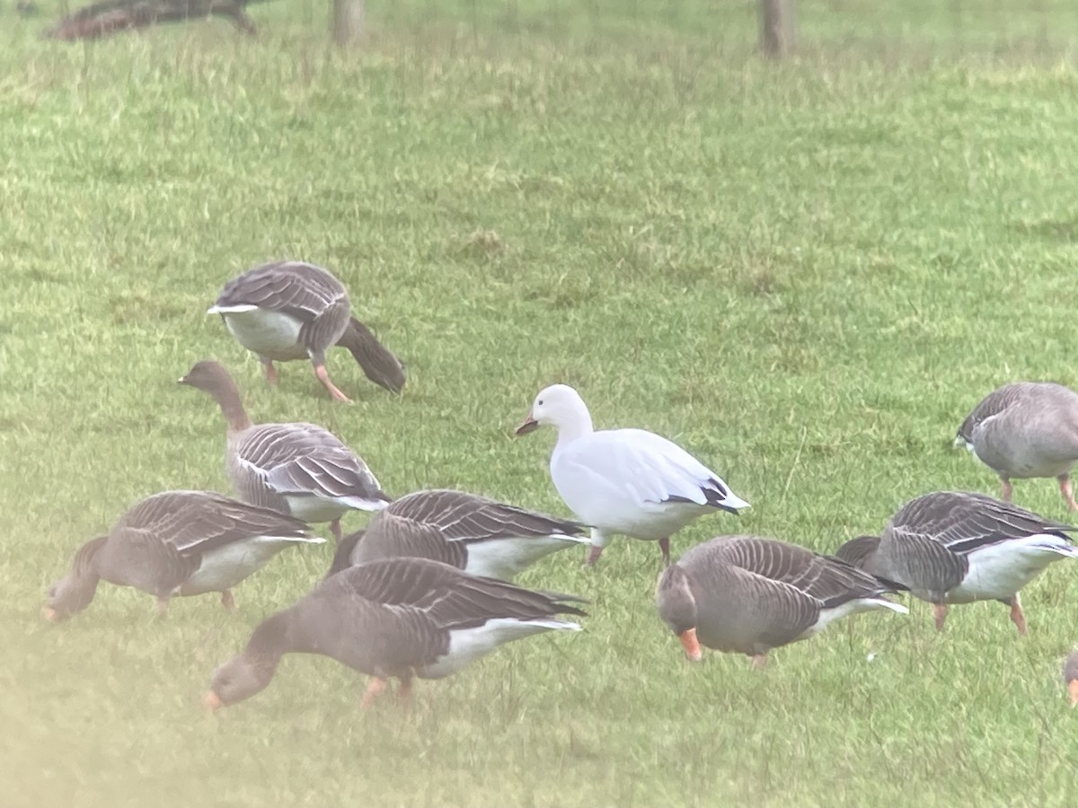 Snow Goose - ML643030644