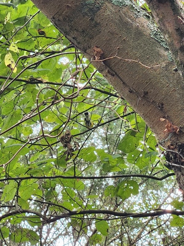 Magnolia Warbler - ML643030661