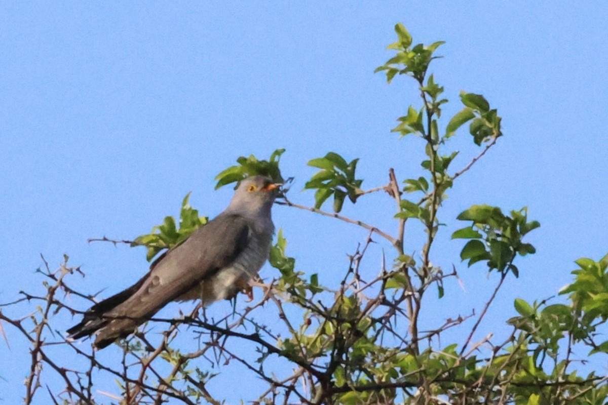 African Cuckoo - ML643030664