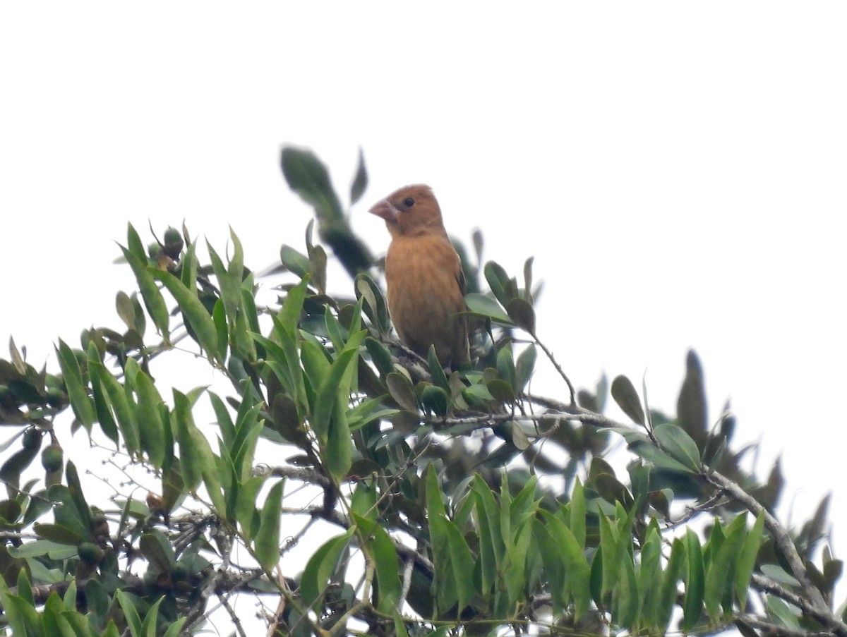 Blue Grosbeak - ML643030670