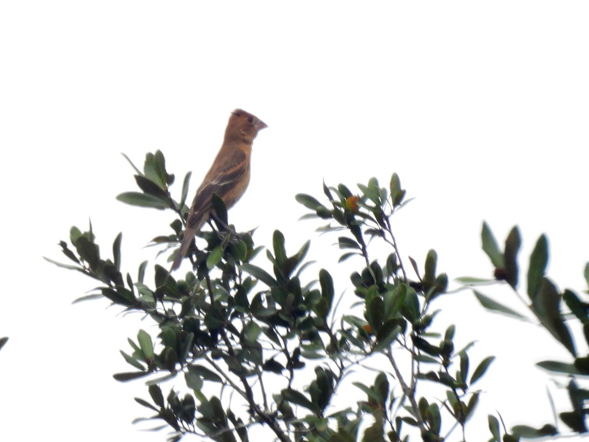 Blue Grosbeak - ML643030671