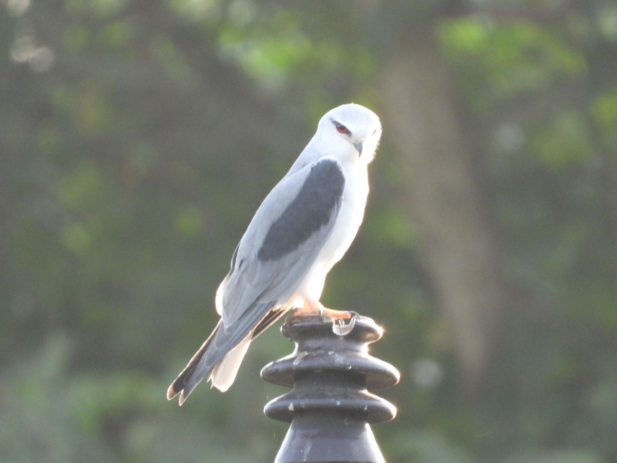 Black-winged Kite - ML643030673