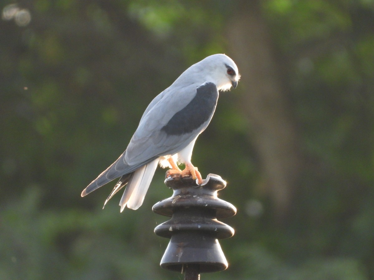 Black-winged Kite - ML643030674