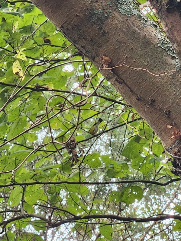 Magnolia Warbler - ML643030676