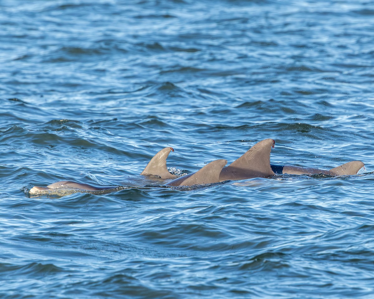 Animals - ML643030697