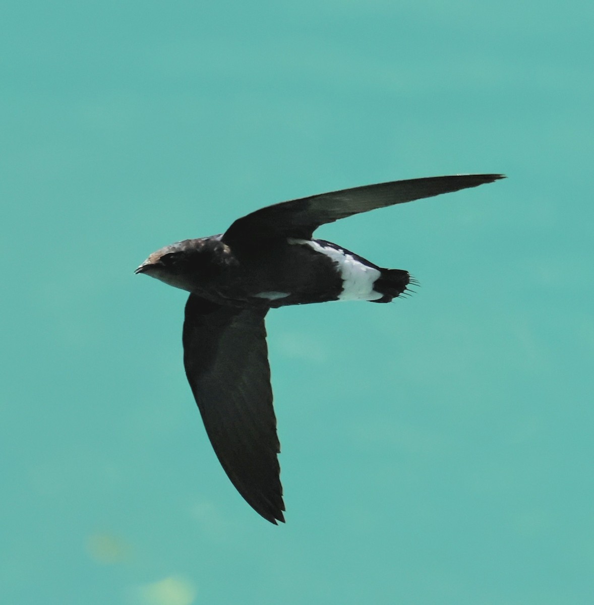 Silver-backed Needletail - ML643030706