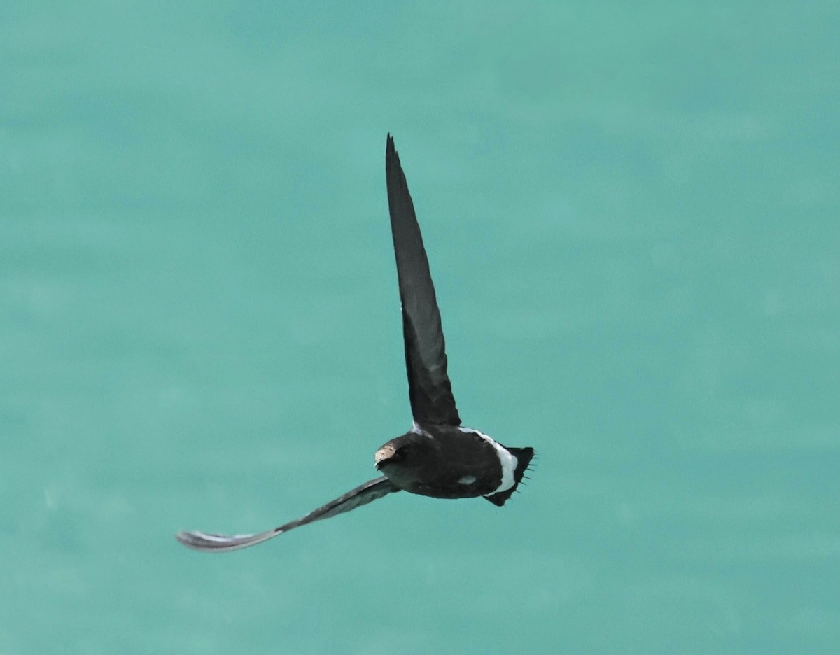 Silver-backed Needletail - ML643030709