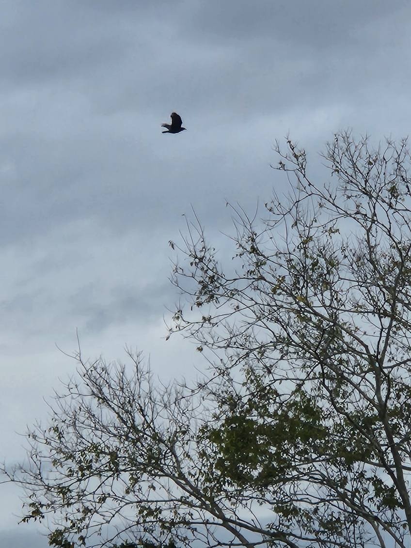 American Crow - ML643030710