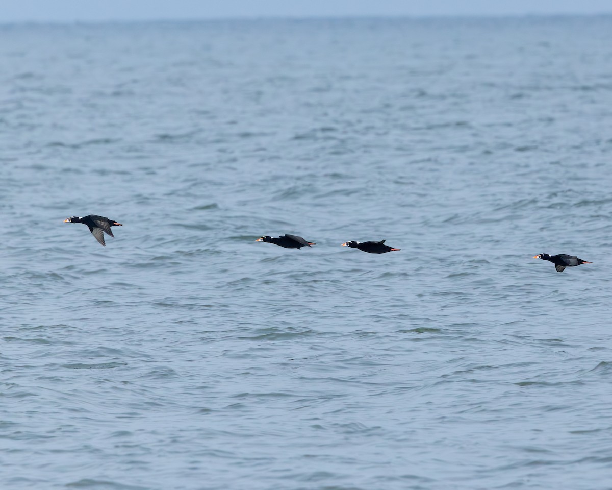 Surf Scoter - ML643030711