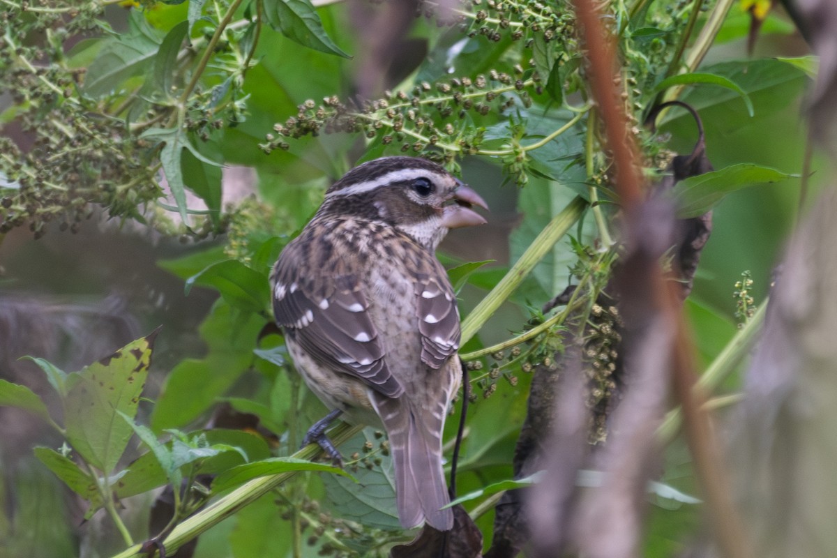 Rose-breasted Grosbeak - ML643030716