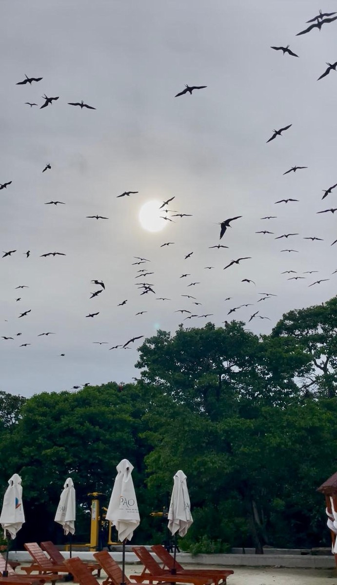Magnificent Frigatebird - ML643030718