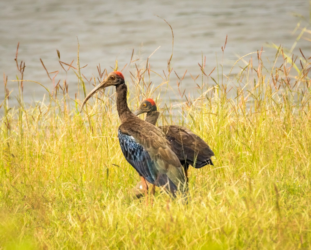 Red-naped Ibis - ML643030729