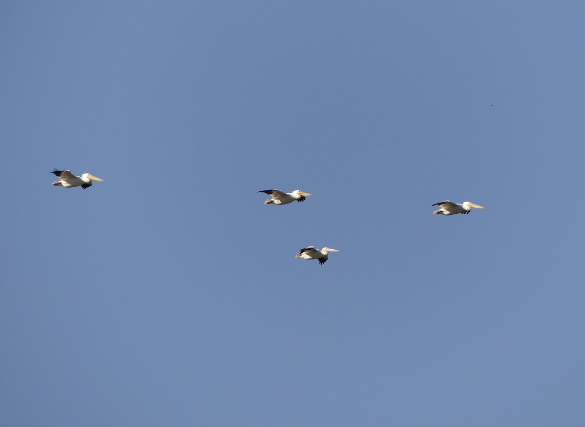 アメリカシロペリカン - ML643030735