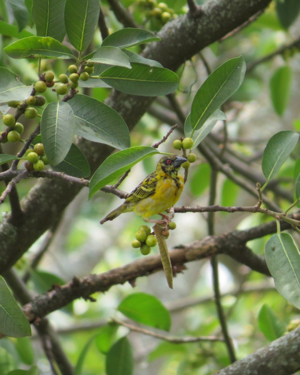 Village Weaver - ML643030765