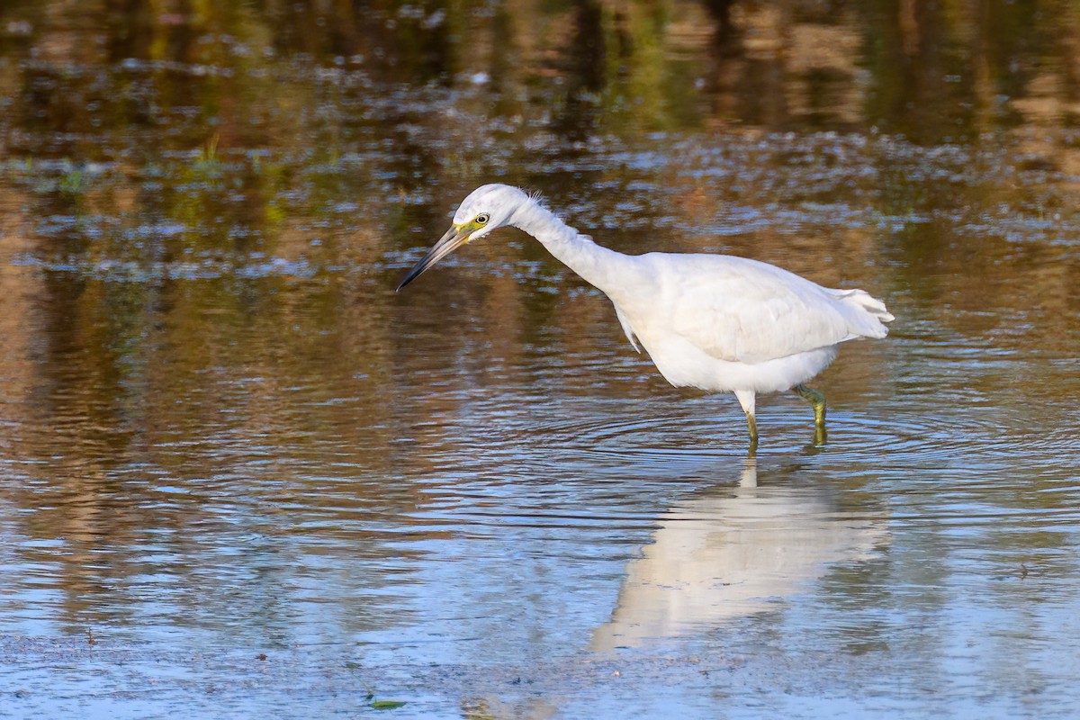 Little Blue Heron - ML643030786