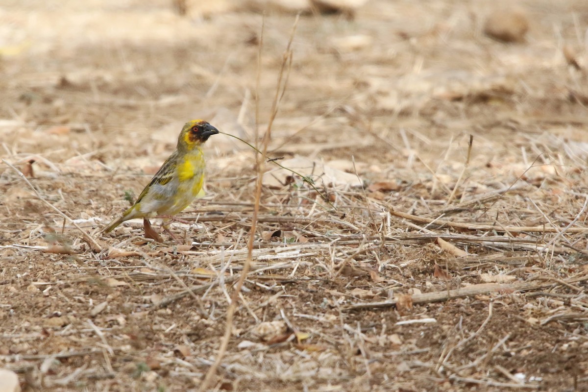 Rüppell's Weaver - ML643030787