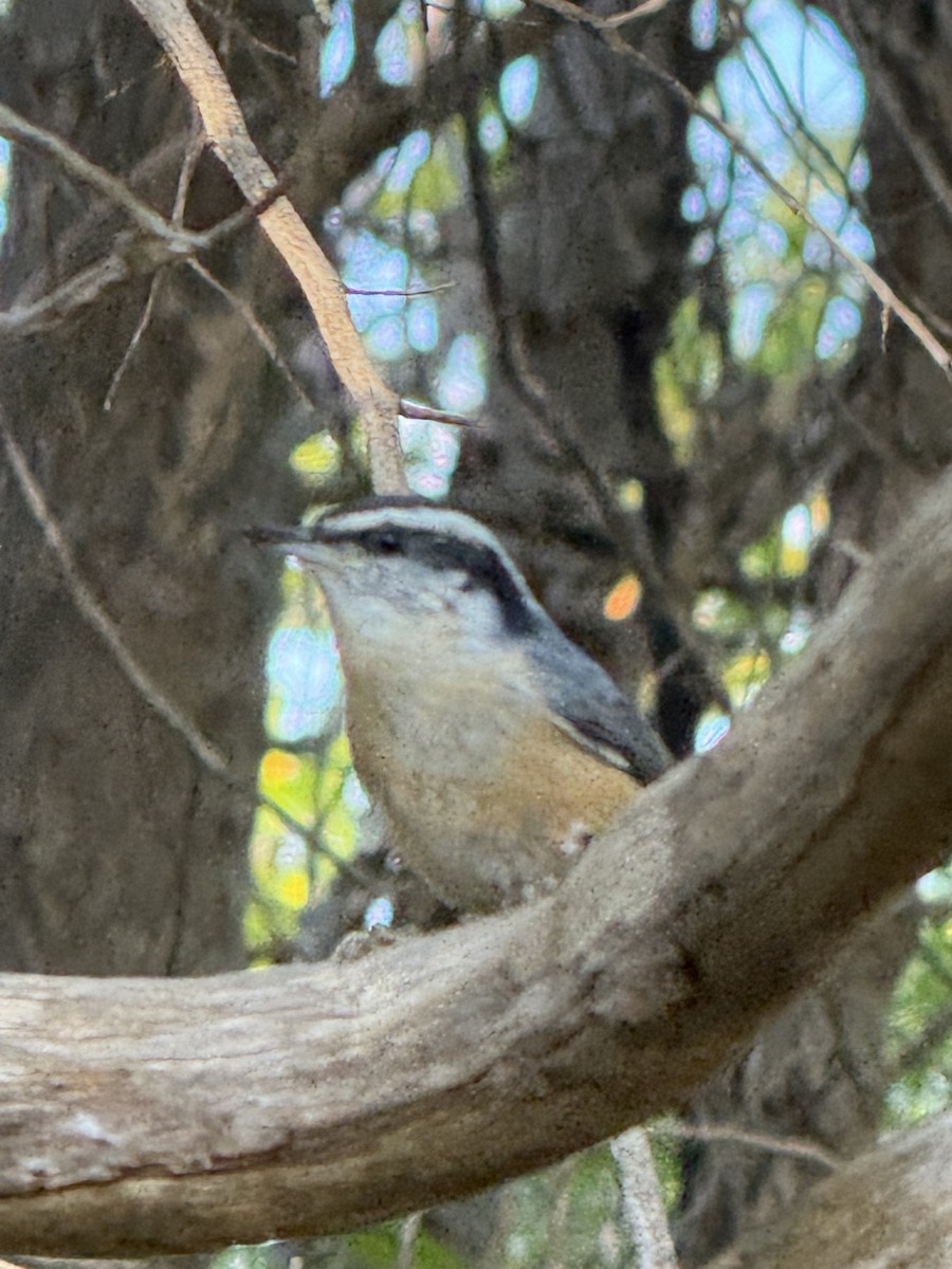 Red-breasted Nuthatch - ML643030811