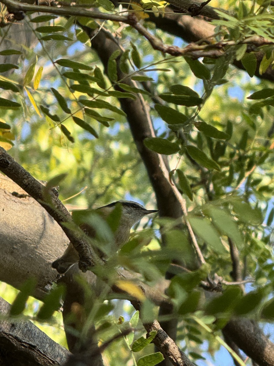 Red-breasted Nuthatch - ML643030812