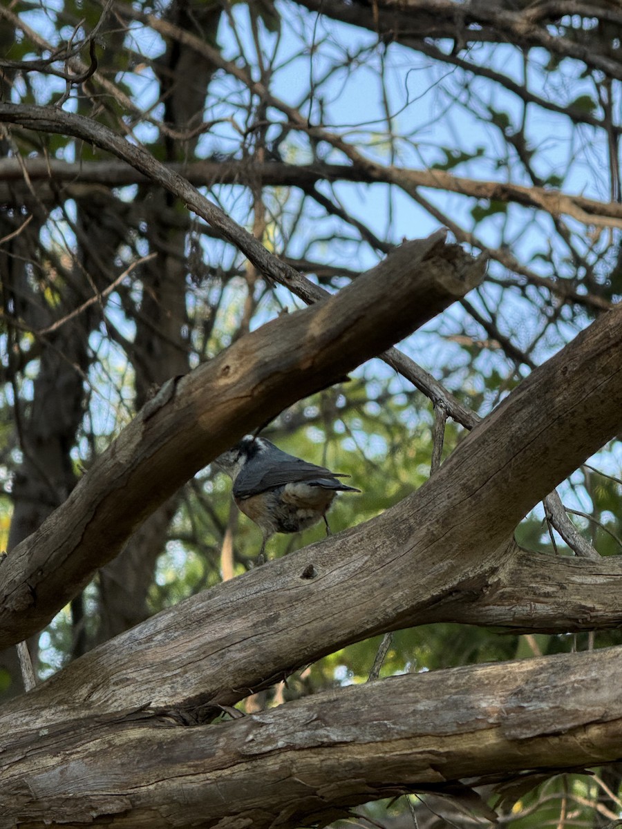 Red-breasted Nuthatch - ML643030813