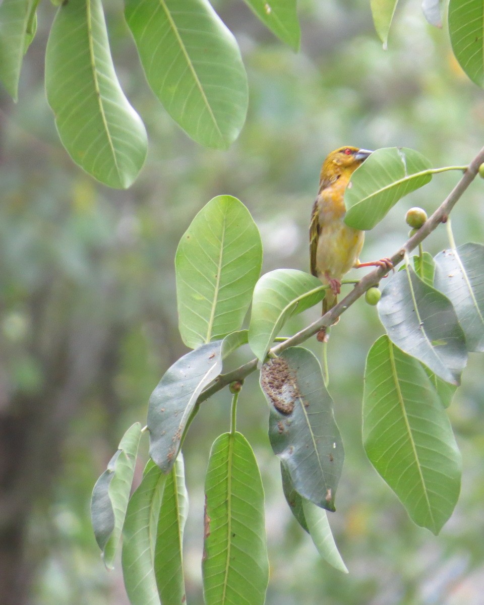 Village Weaver - ML643030842