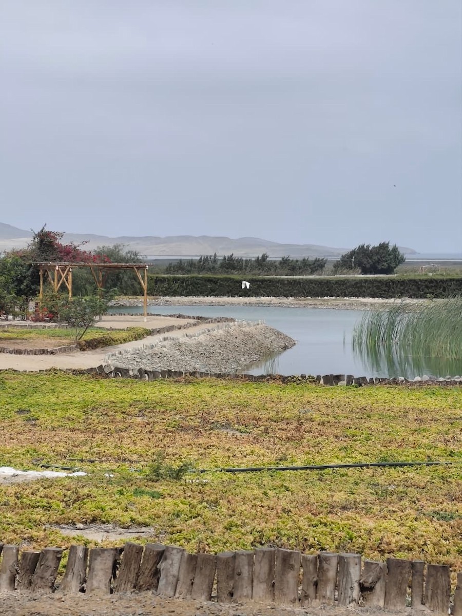 Snowy Egret - ML643030844