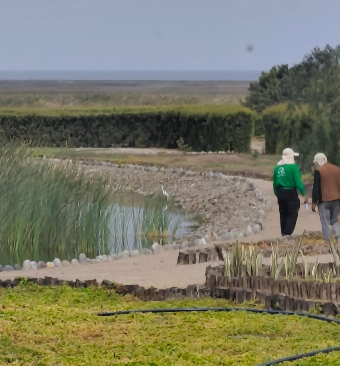 Snowy Egret - ML643030845