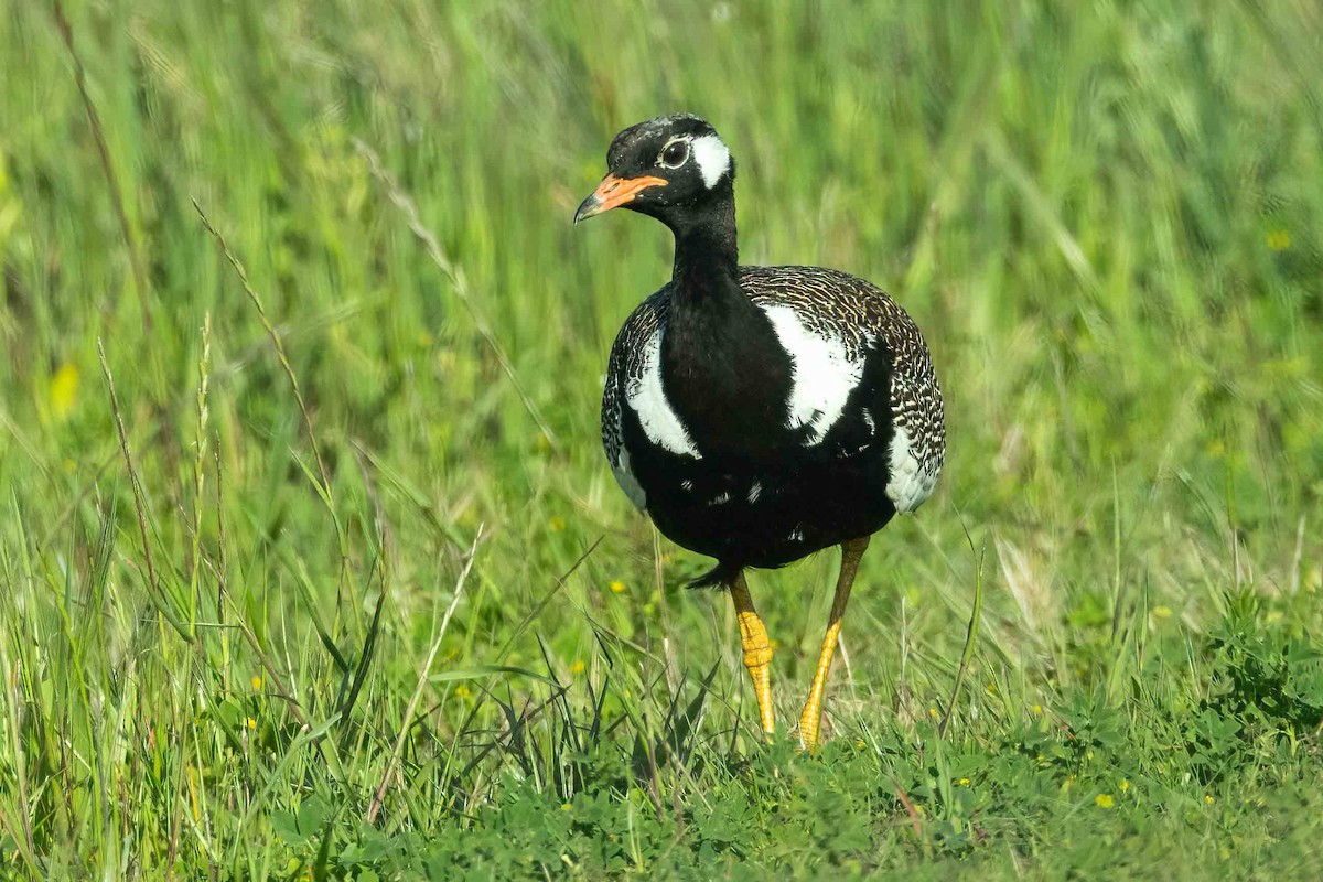 Outarde korhaan - ML643030883