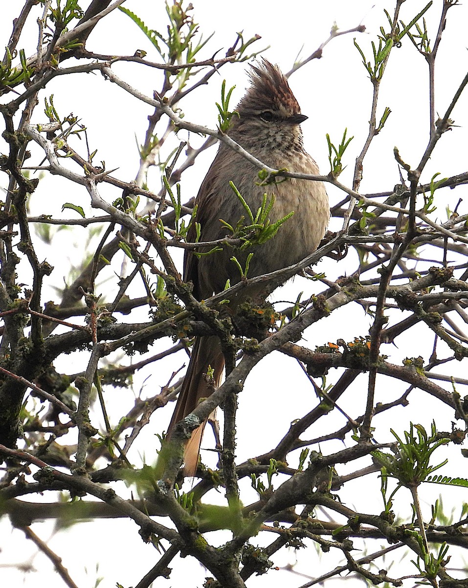 Tufted Tit-Spinetail - ML643030885