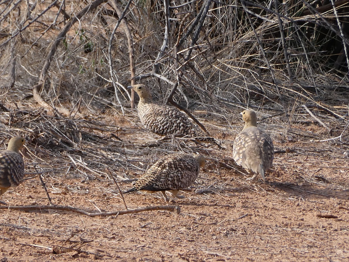 Namaqua Sandgrouse - ML643030911