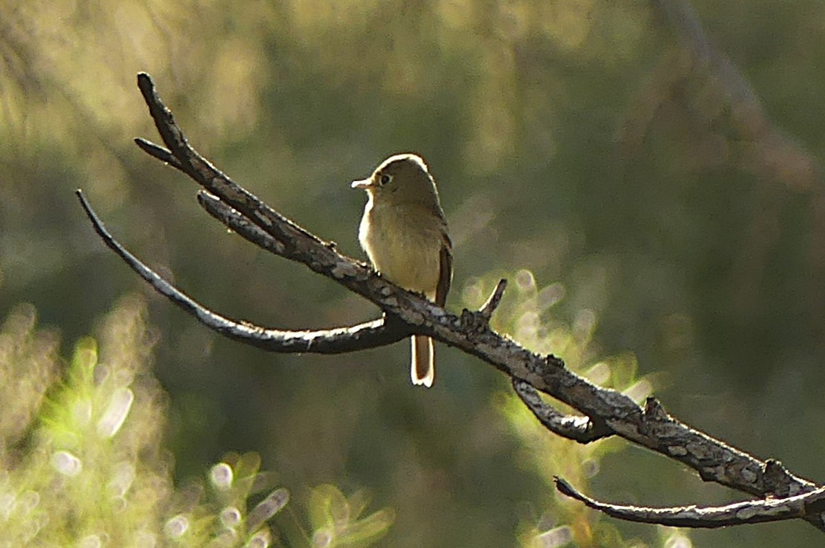 Western Flycatcher - ML643030944