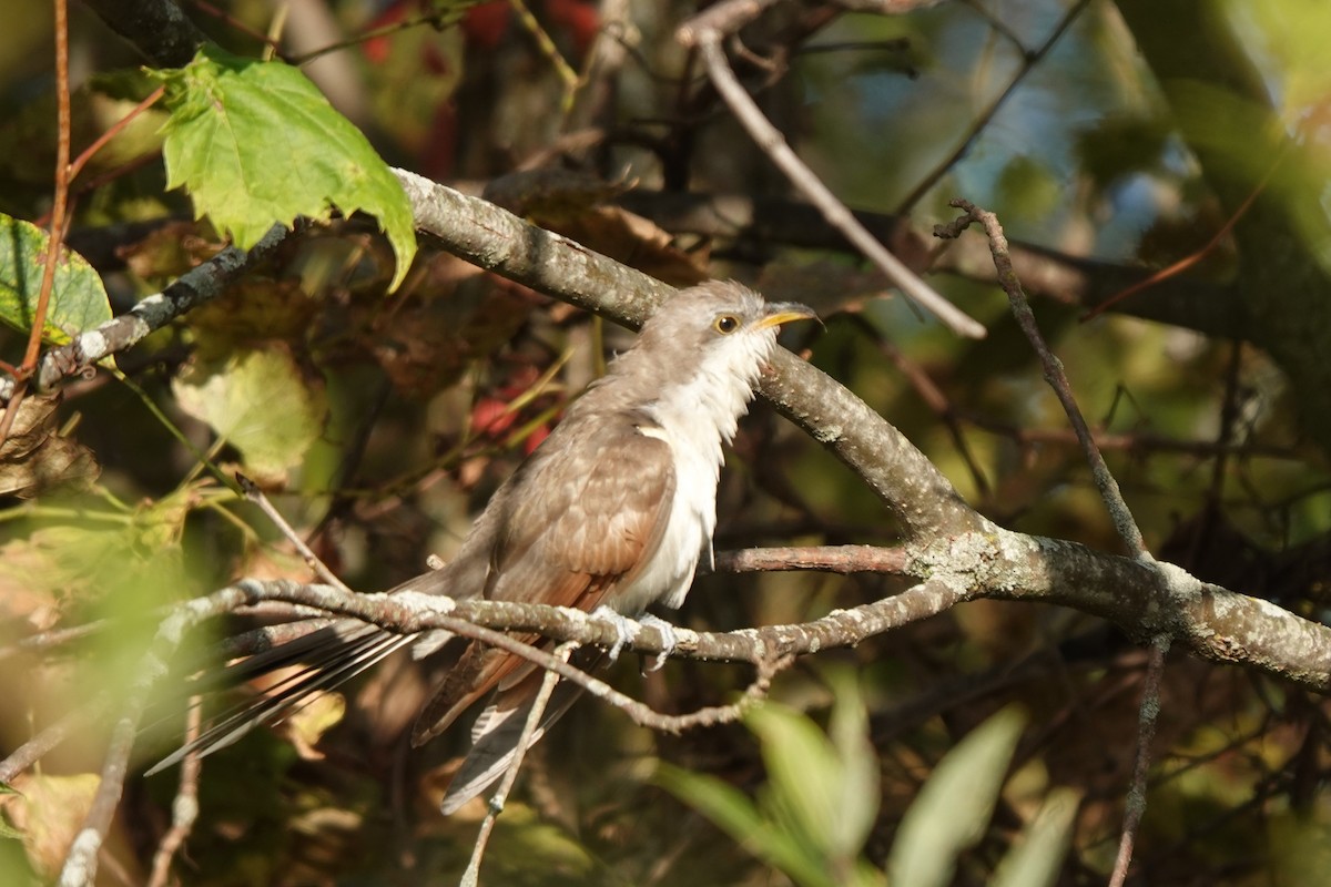 kukačka dešťová - ML643030984