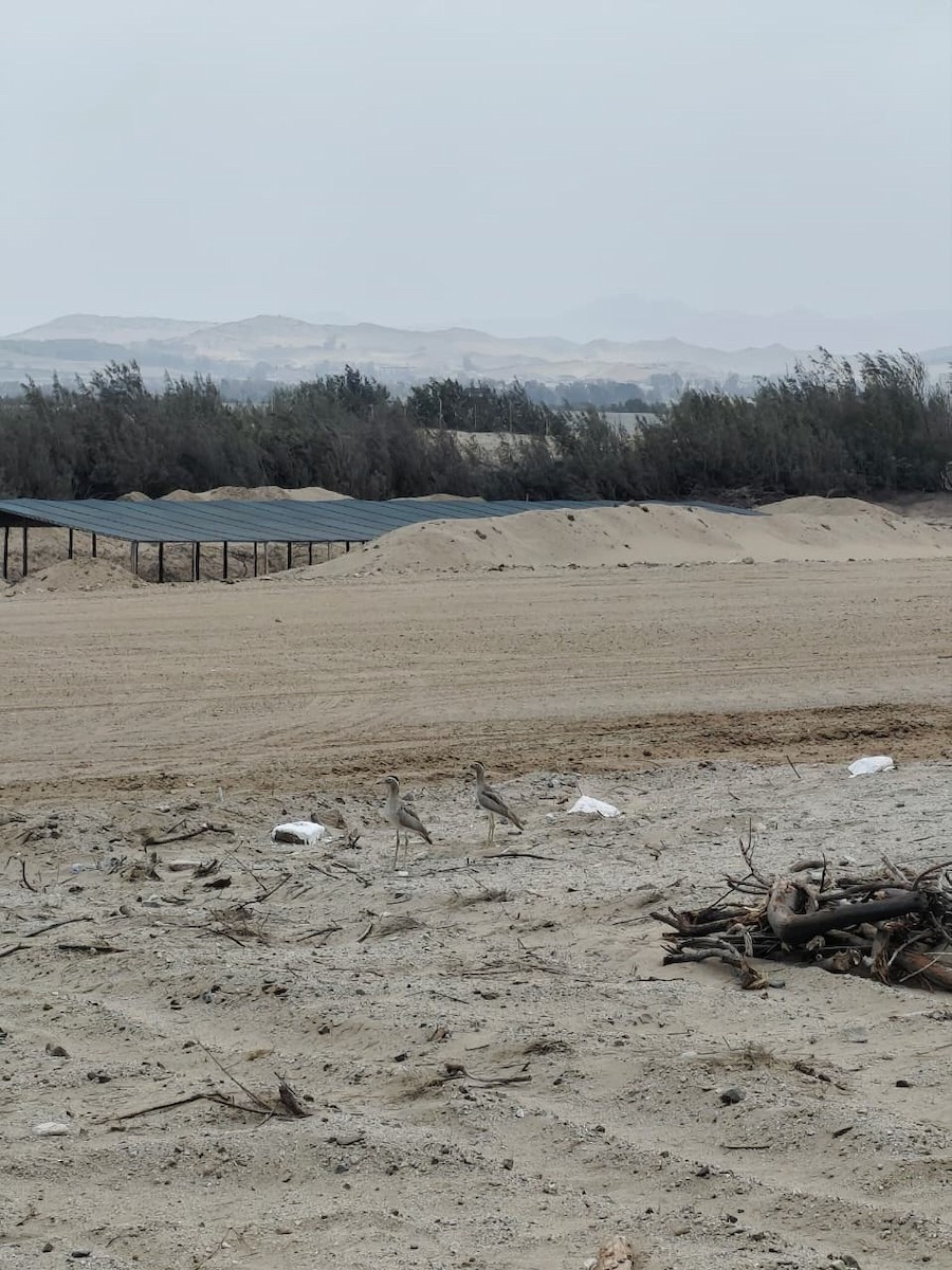 Peruvian Thick-knee - ML643030986