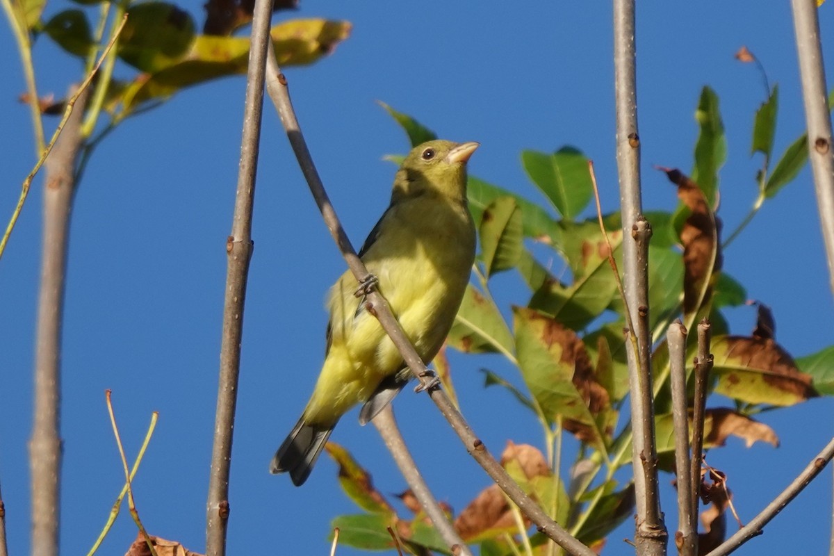 piranga šarlatová - ML643030994