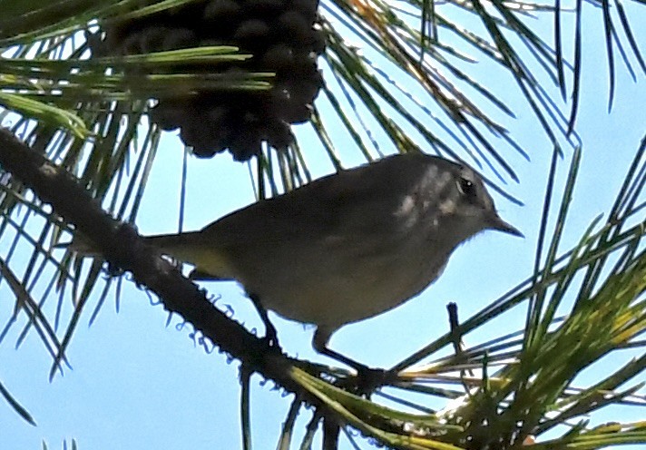 Palm Warbler - ML643031024
