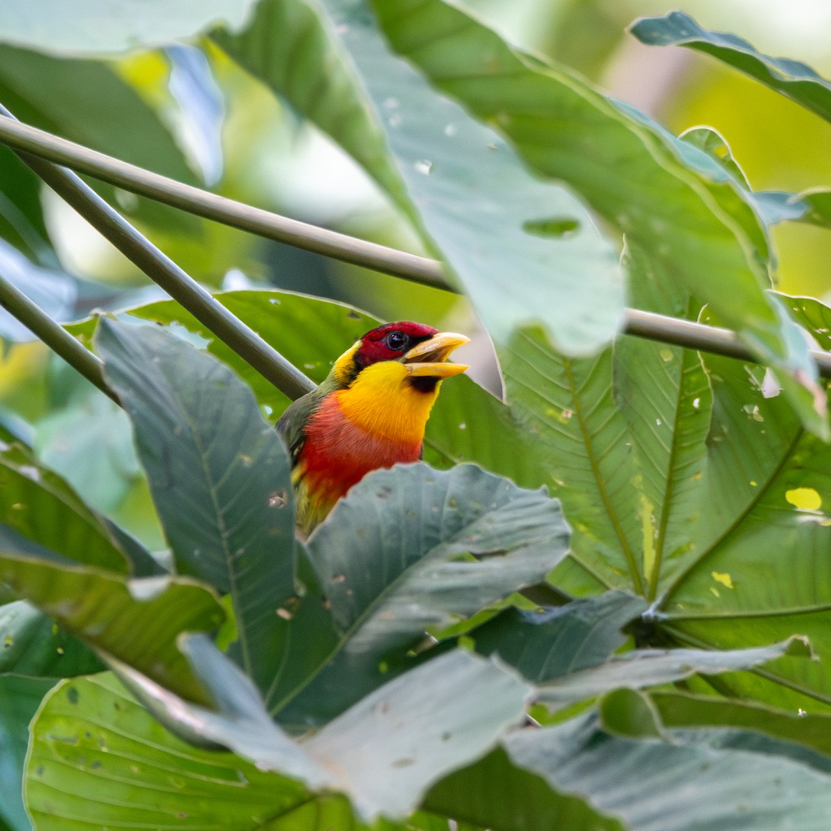 Lemon-throated Barbet - ML643031033
