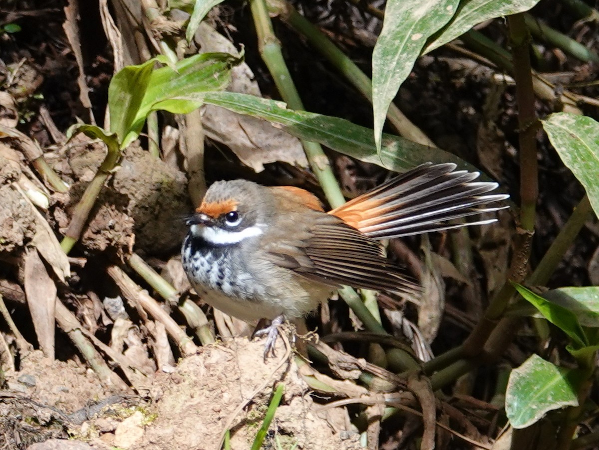 Australian Rufous Fantail - ML643031035