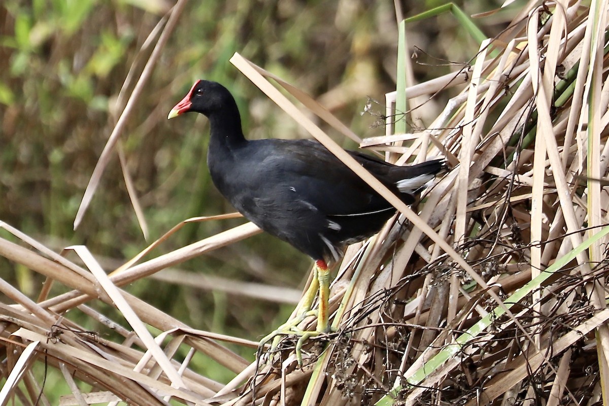 Common Gallinule - Irvin Pitts