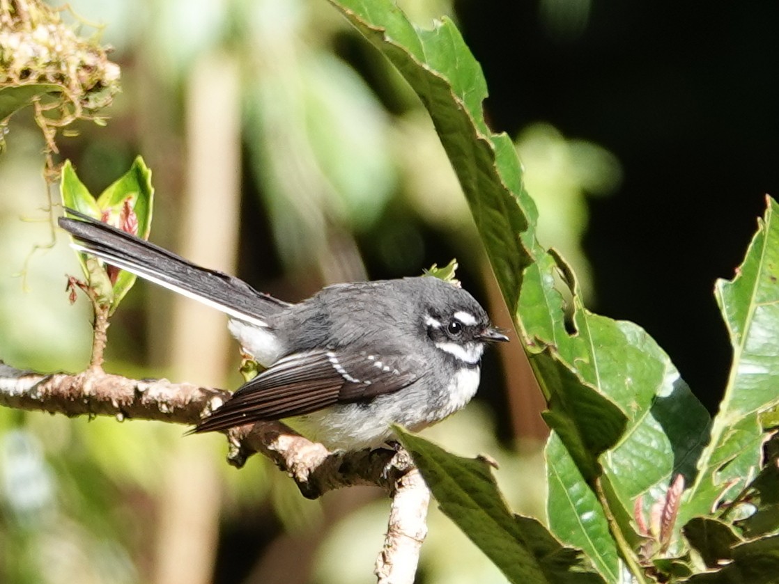 Gray Fantail (alisteri) - ML643031049
